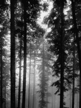 dmitri-kessel-alberi-nella-foresta-nera_a-G-4332948-4990704